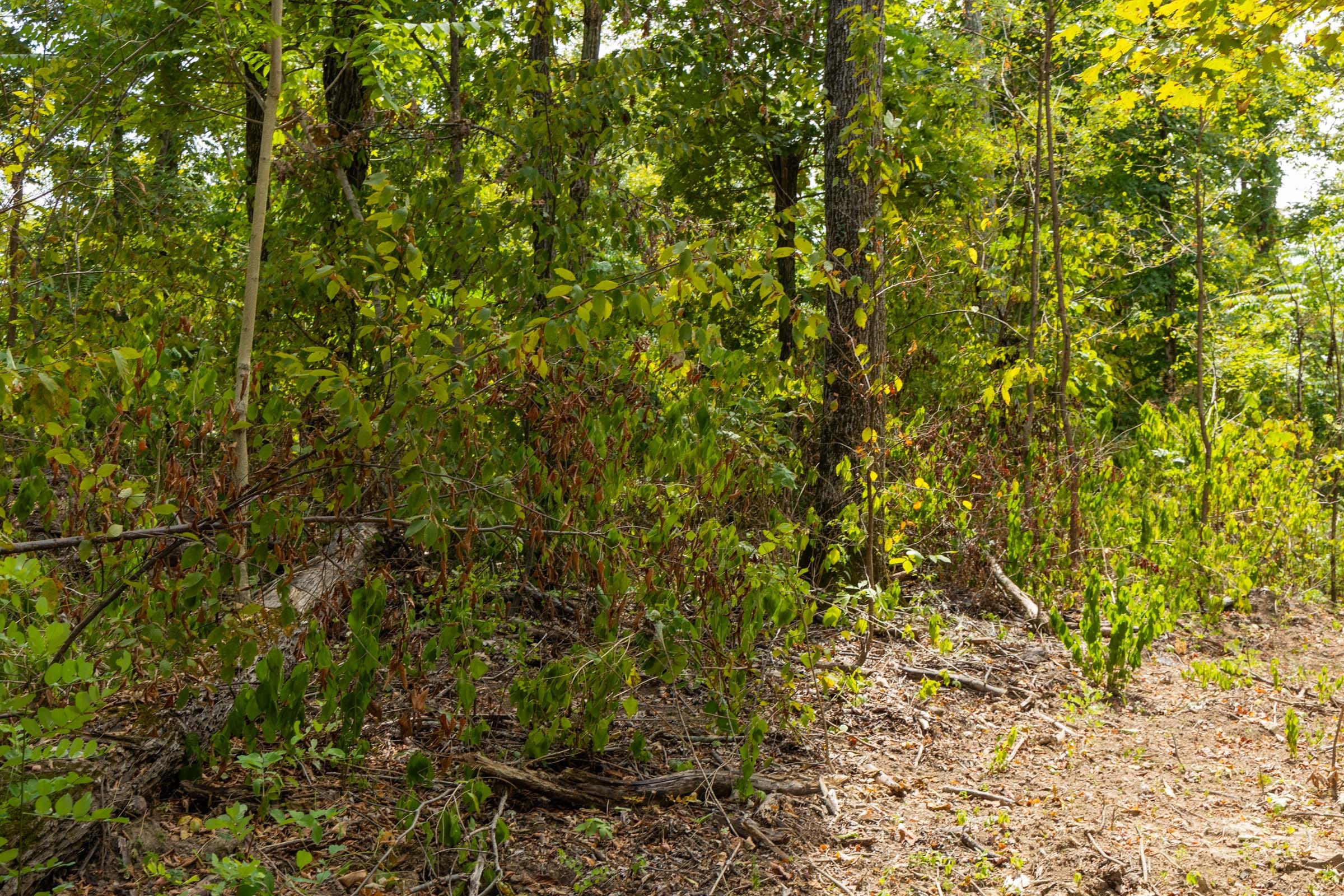 Big White Oak Tract 80 photo 6