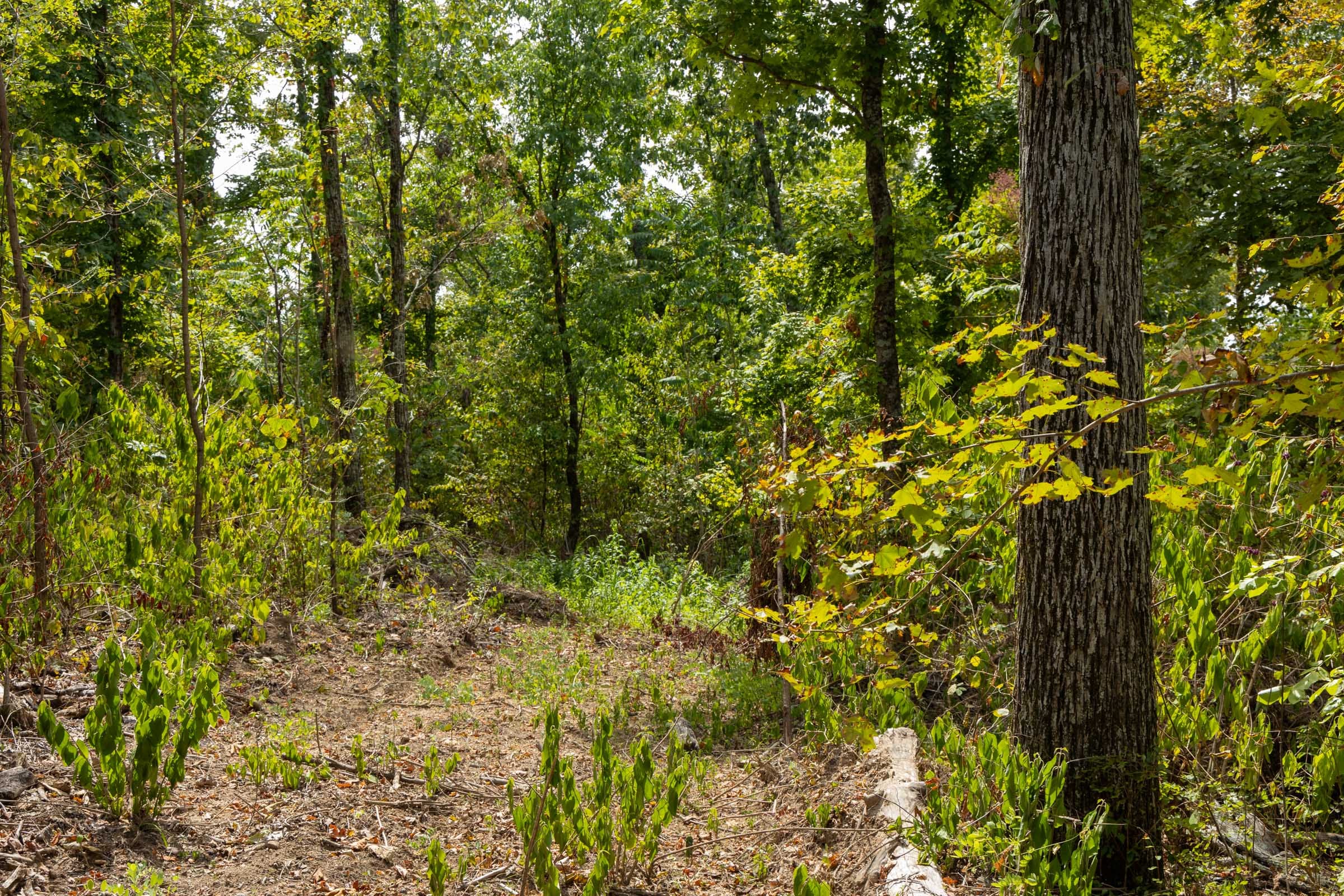 Big White Oak Tract 80 photo 5