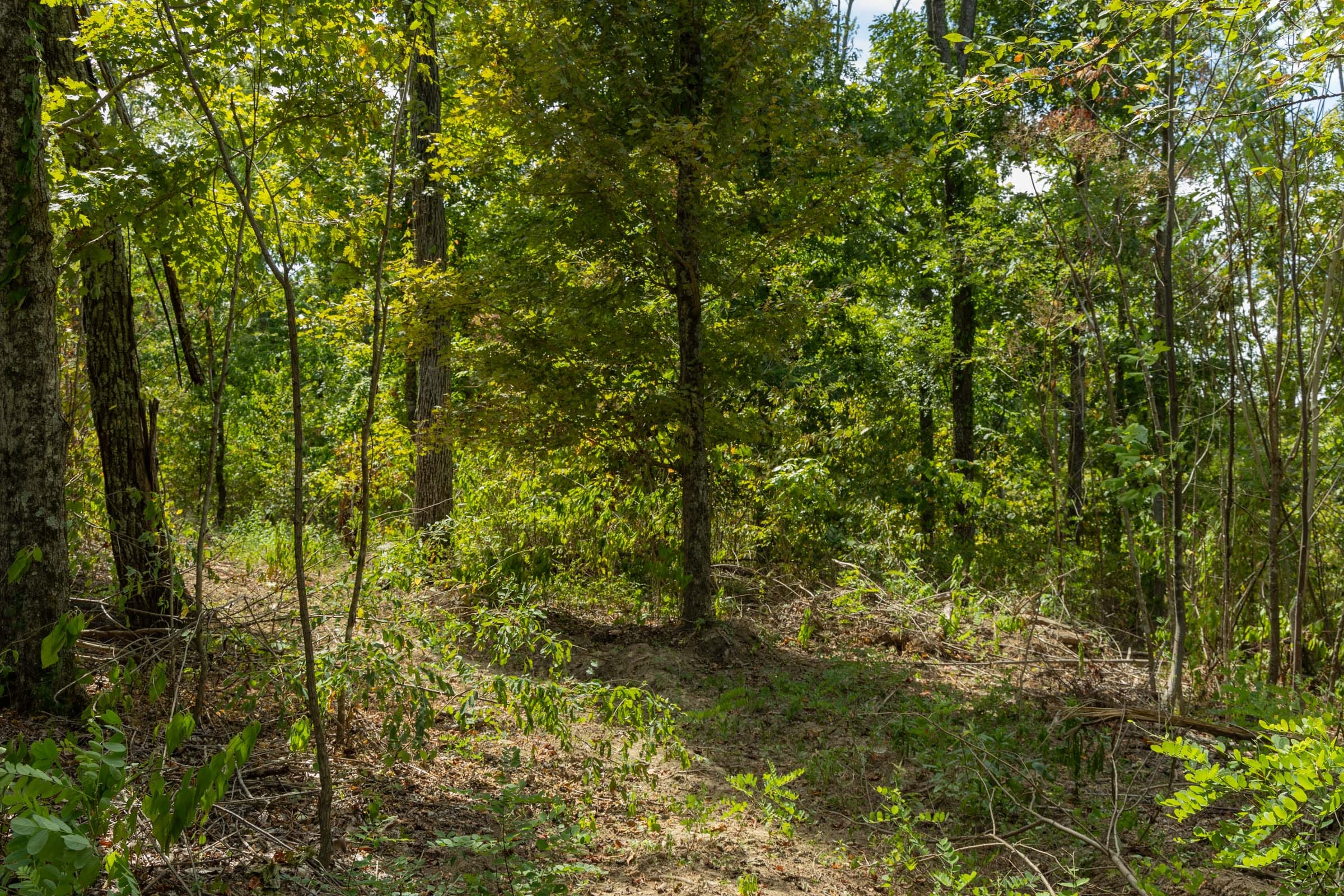 Big White Oak Tract 80 photo 4