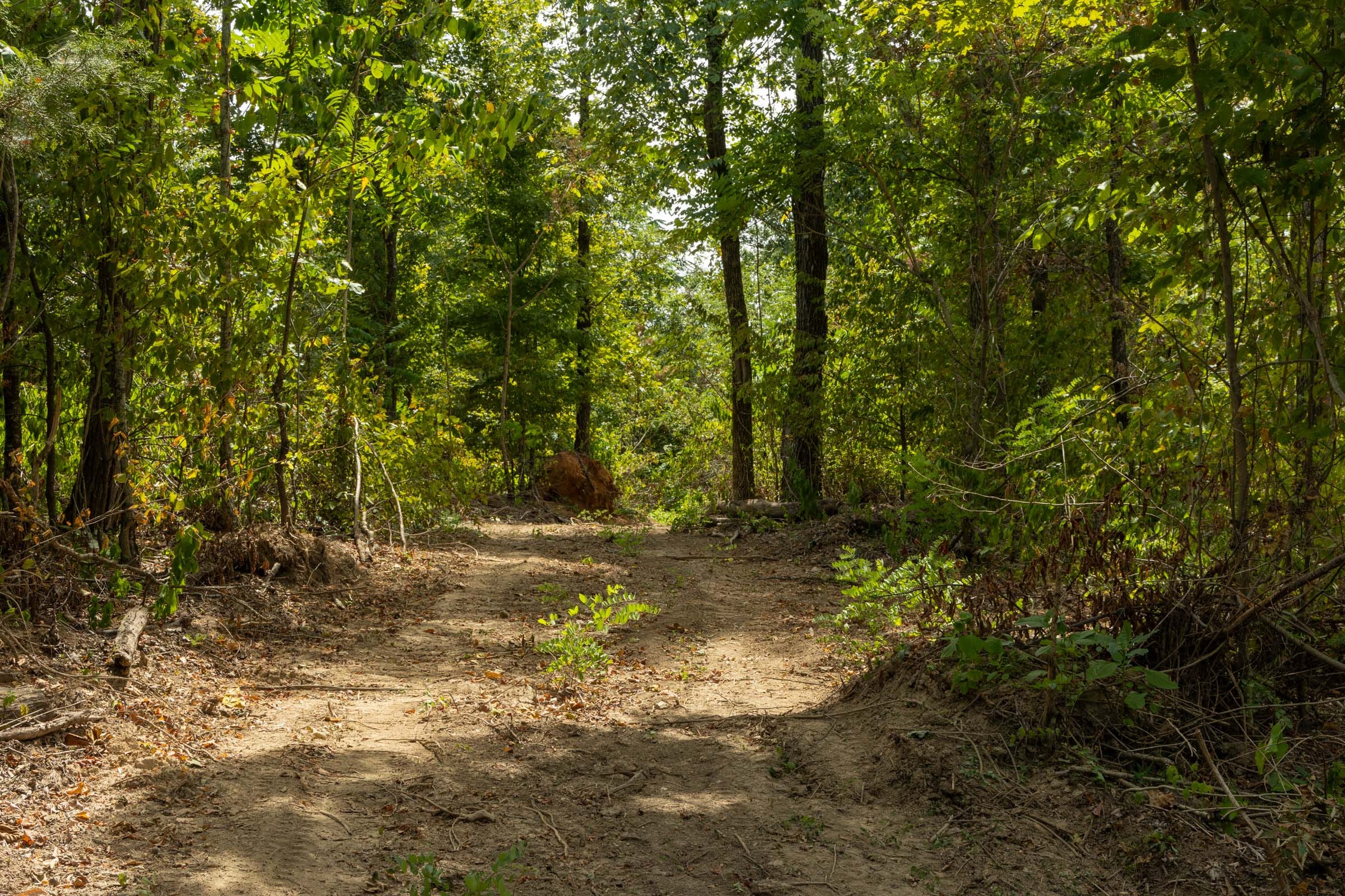 Big White Oak Tract 80 photo 1