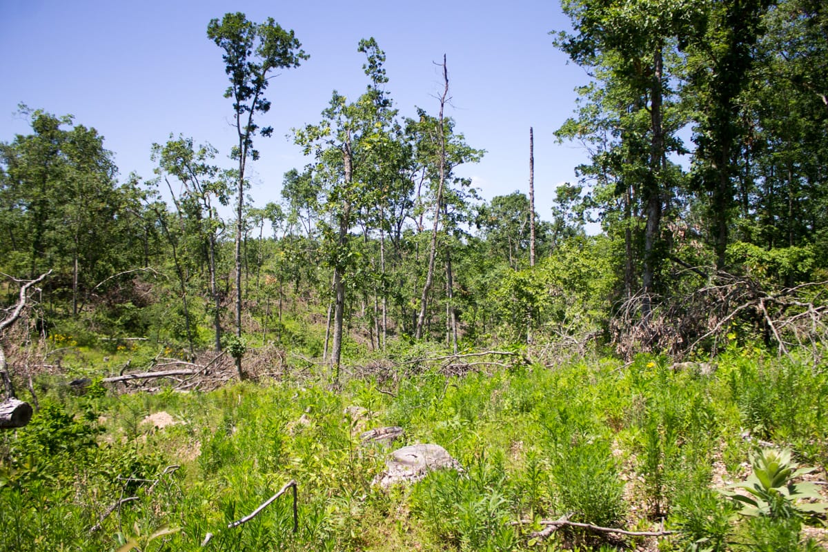 Timber Crossing Tract 17 photo 3
