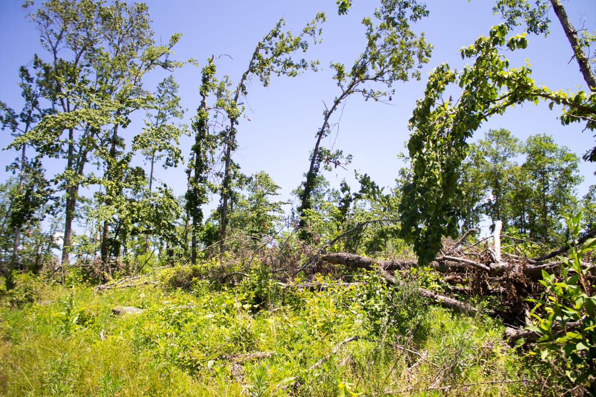 Timber Crossing Tract 17 photo 1