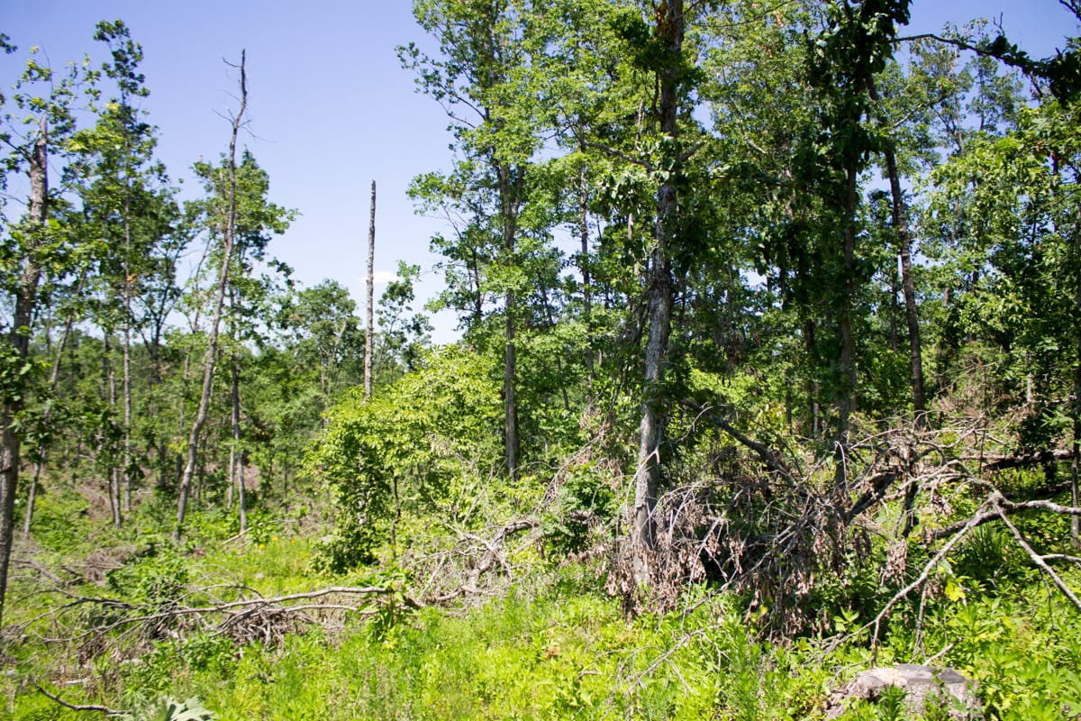 Timber Crossing Tract 17 photo 4