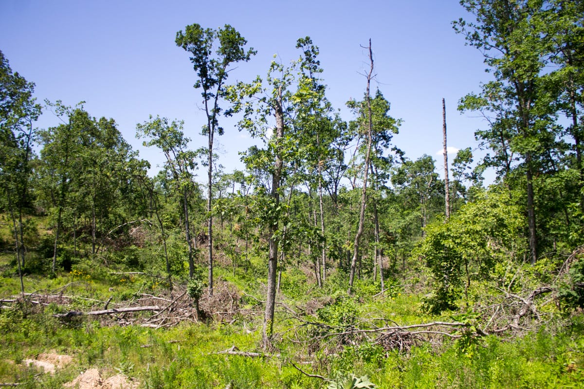 Timber Crossing Tract 17 photo 5