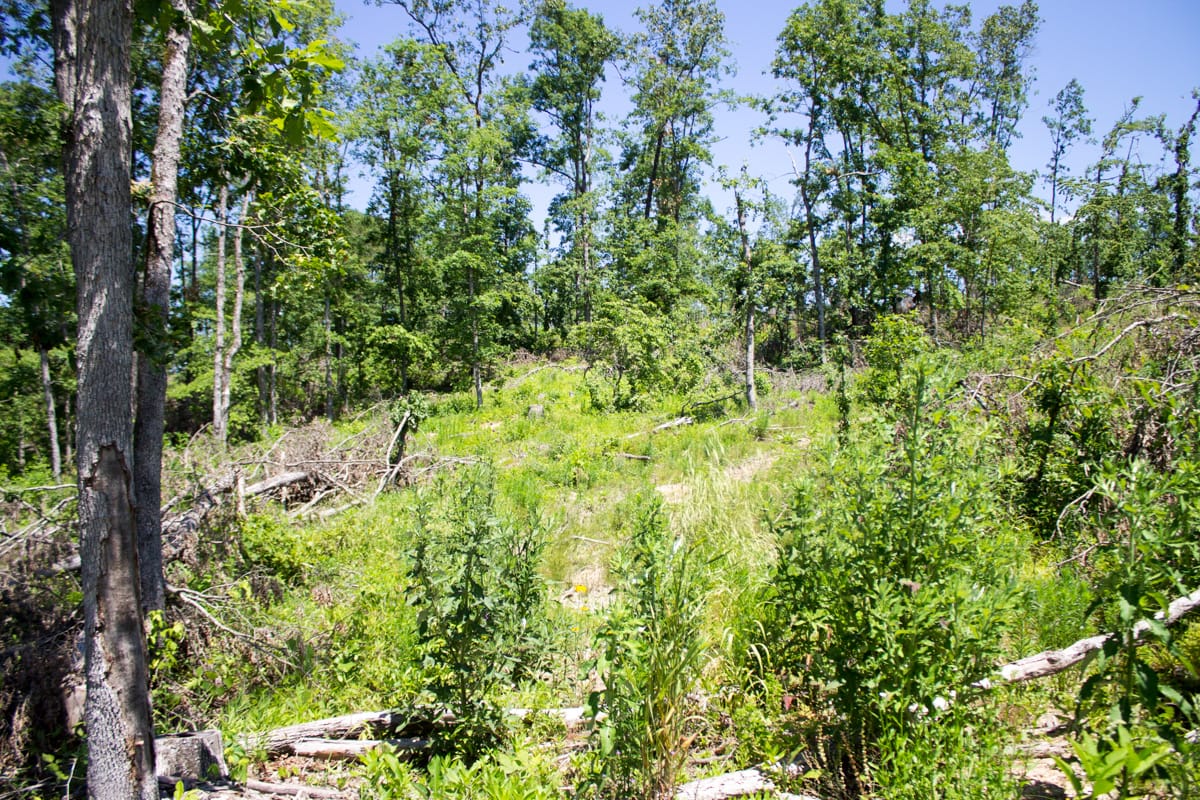 Timber Crossing Tract 17 photo 6