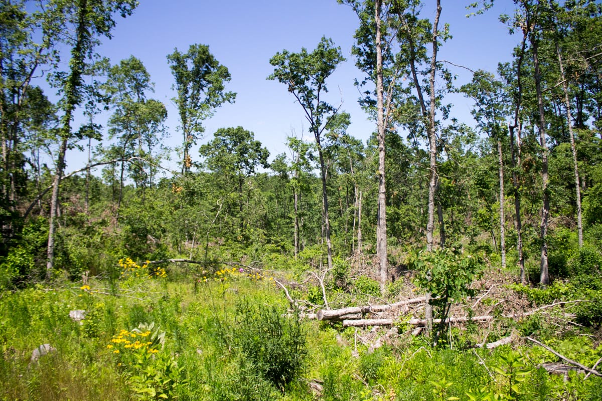 Timber Crossing Tract 17 photo 7