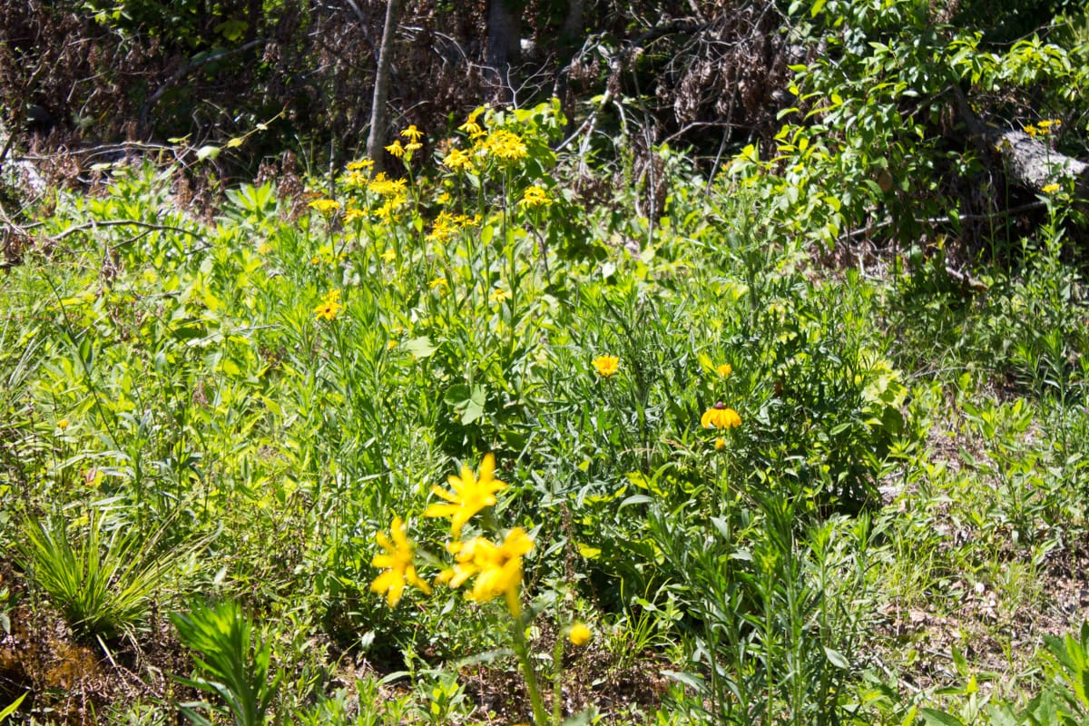 Timber Crossing Tract 17 photo 8