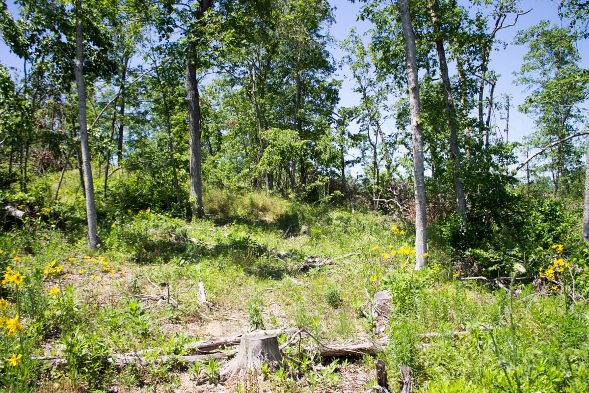 Timber Crossing Tract 17 photo 9