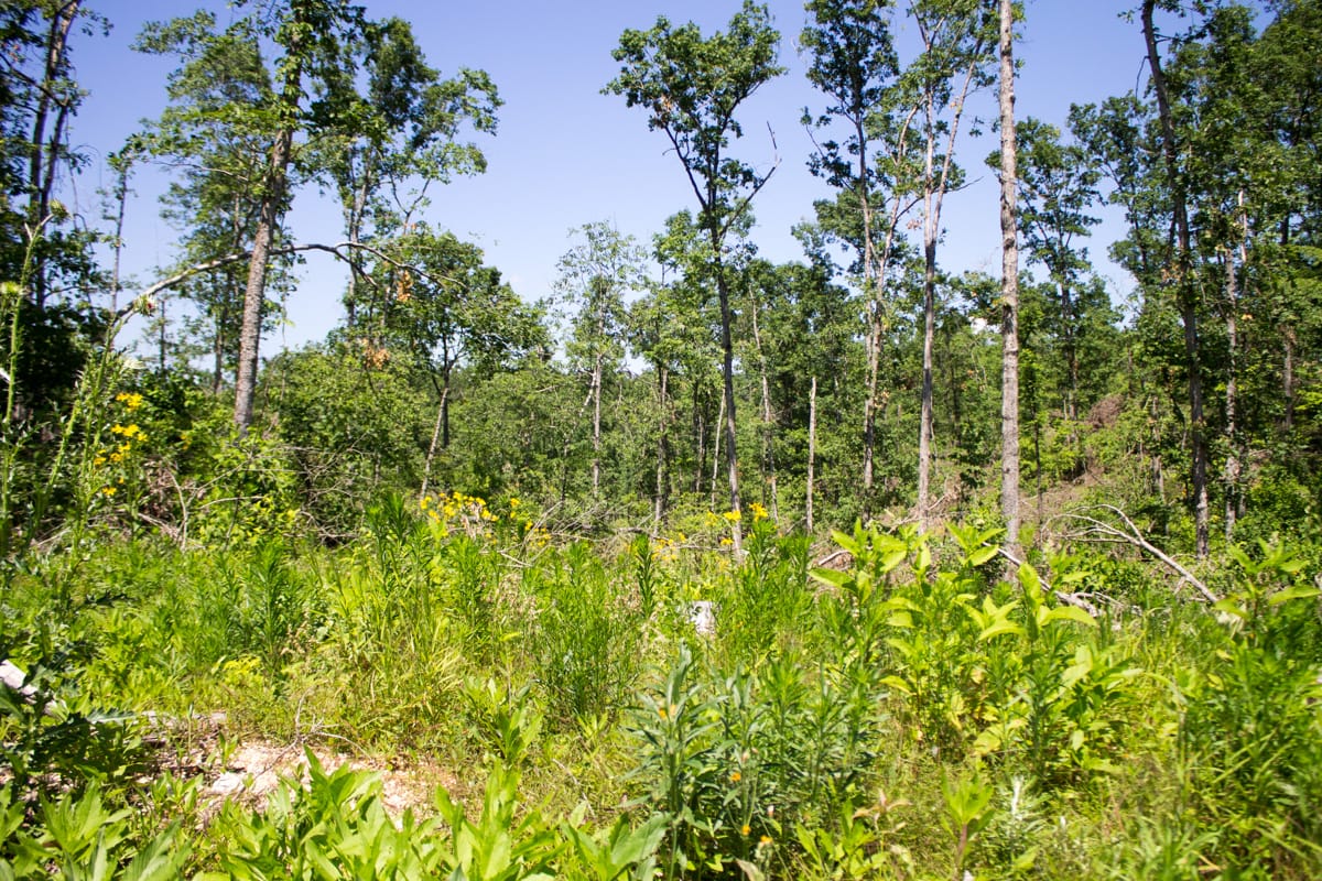 Timber Crossing Tract 17 photo 10