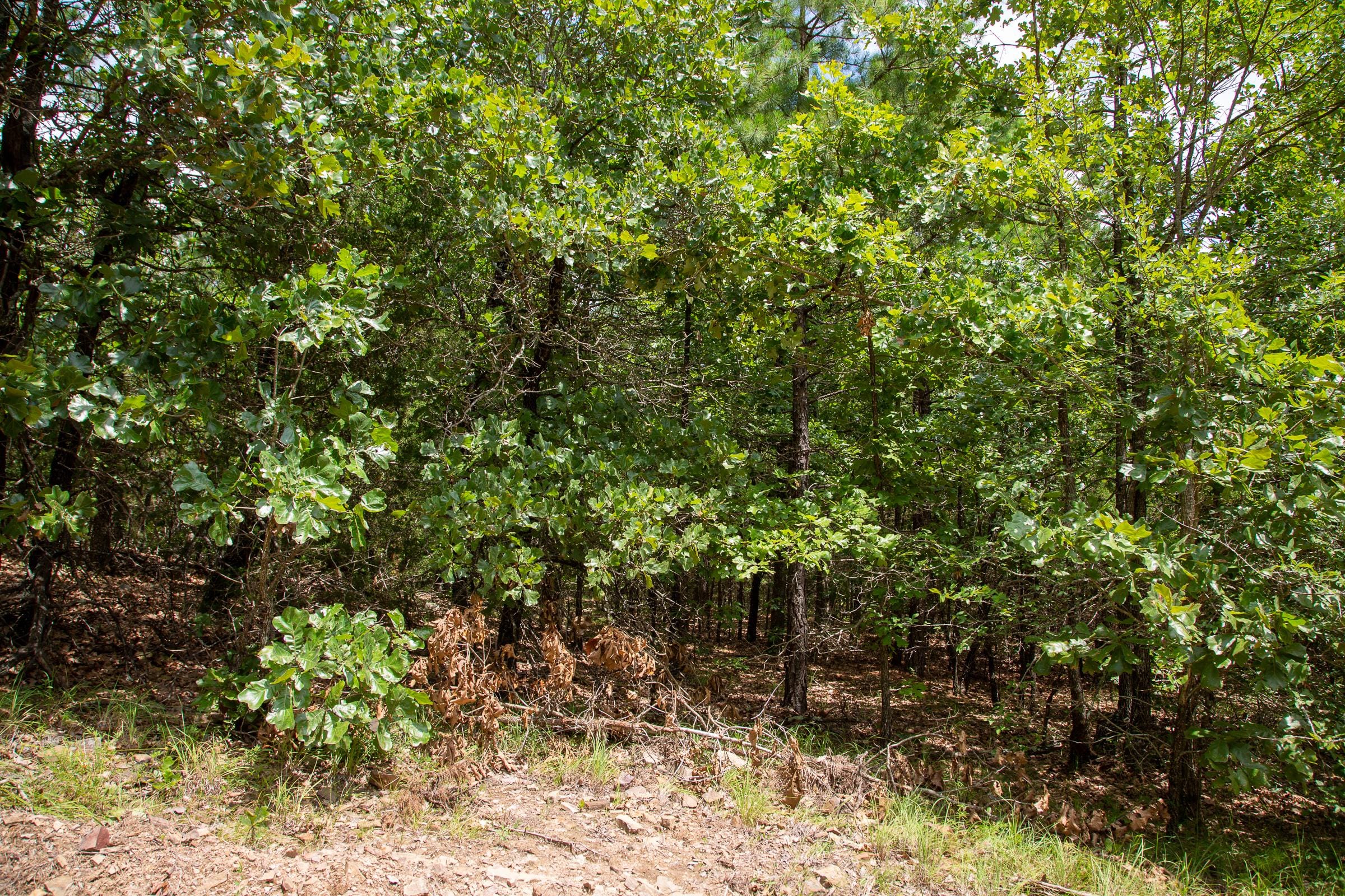 Tyler Stone Ranch Tract 50 photo 10