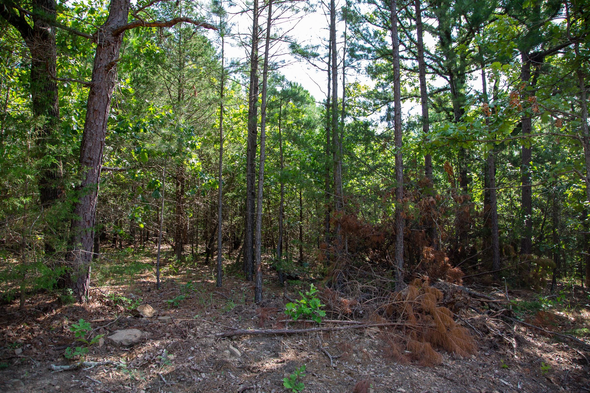 Tyler Stone Ranch Tract 50 photo 16