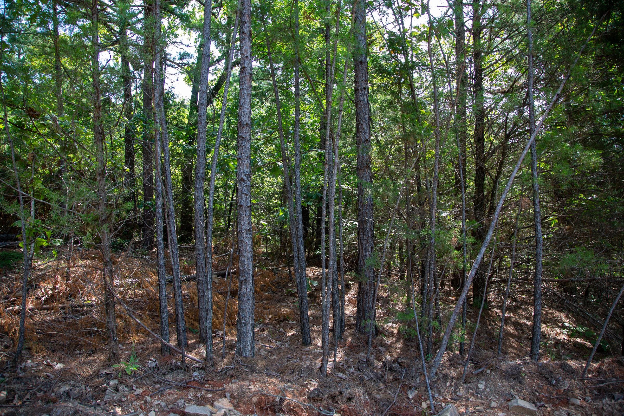 Tyler Stone Ranch Tract 50 photo 17