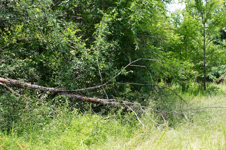 Bluebird Ranch Tract 19 photo 4