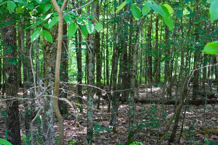 Bluebird Ranch Tract 19 photo 5