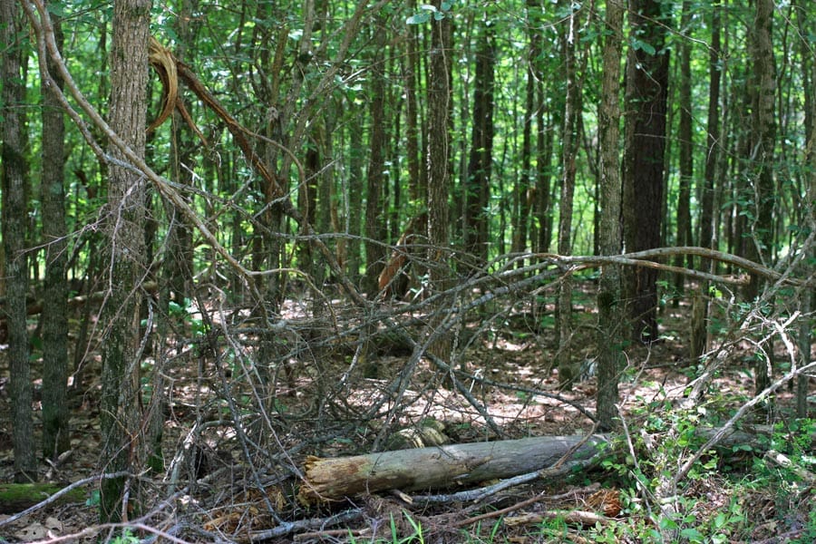 Bluebird Ranch Tract 19 photo 6