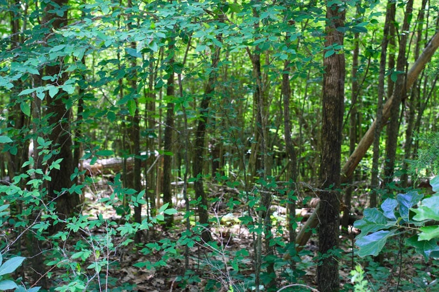 Bluebird Ranch Tract 19 photo 11