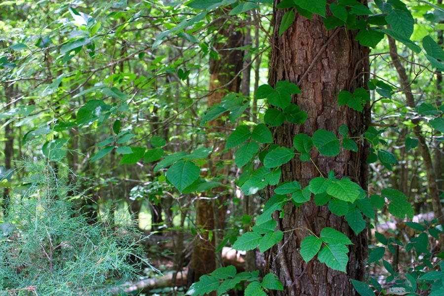 Bluebird Ranch Tract 19 photo 13