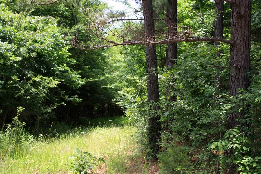 Bluebird Ranch Tract 19 photo 14