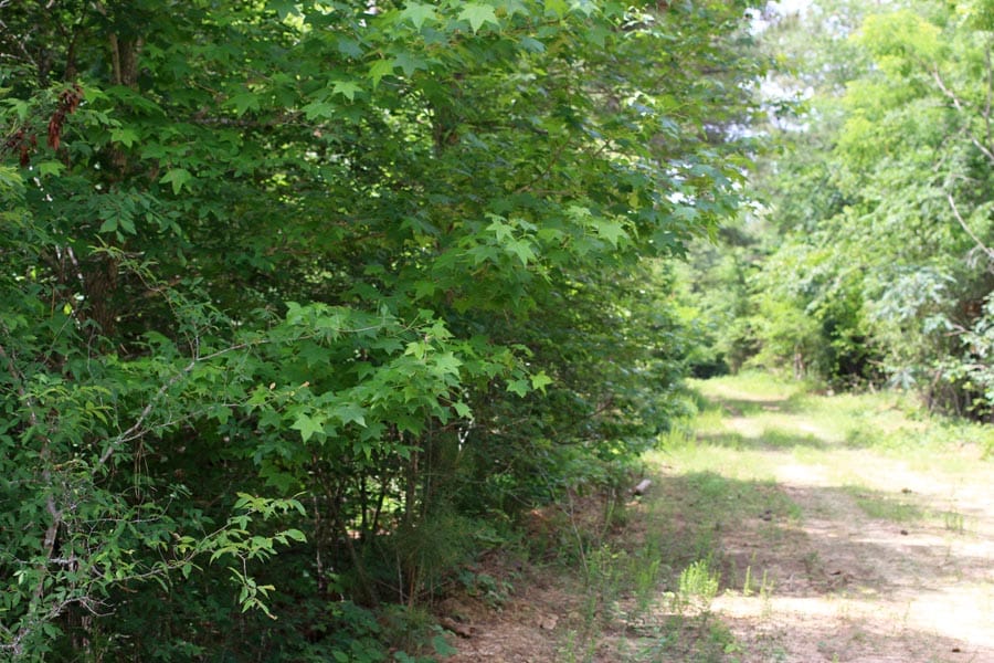 Bluebird Ranch Tract 19 photo 15