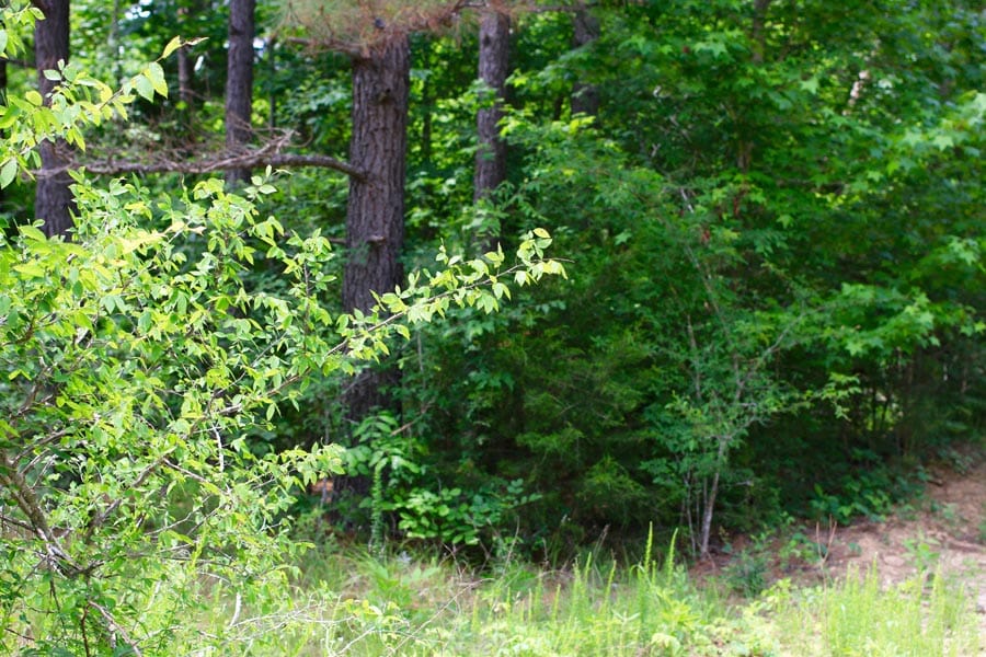 Bluebird Ranch Tract 19 photo 18