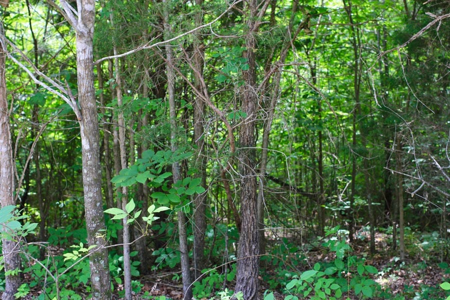 Bluebird Ranch Tract 19 photo 19