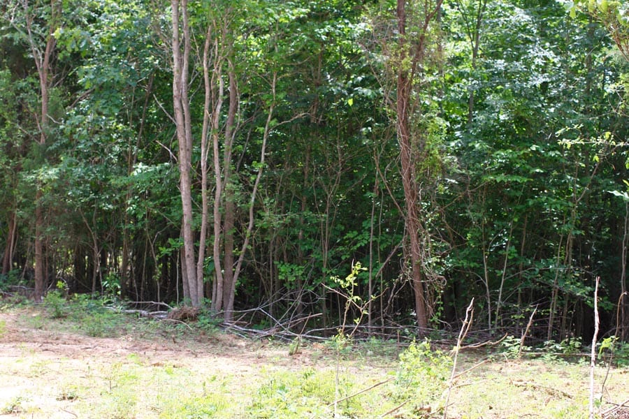 Bluebird Ranch Tract 19 photo 21