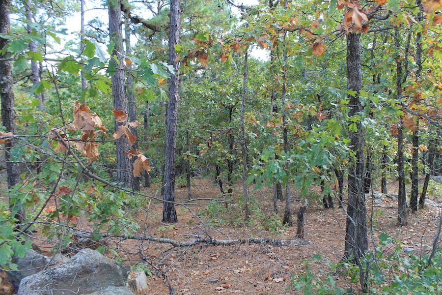 Indian Ridge – Phase III Tract 95 photo 3