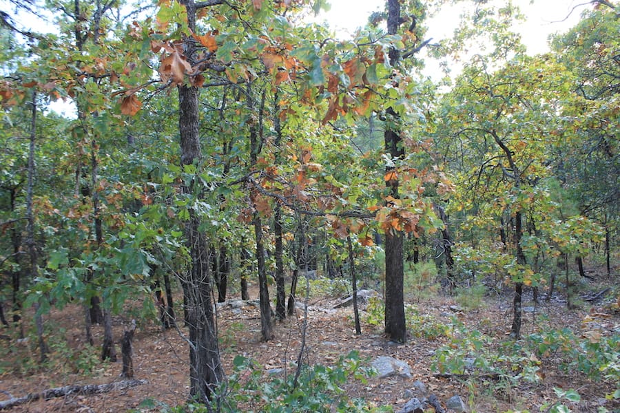 Indian Ridge – Phase III Tract 95 photo 4