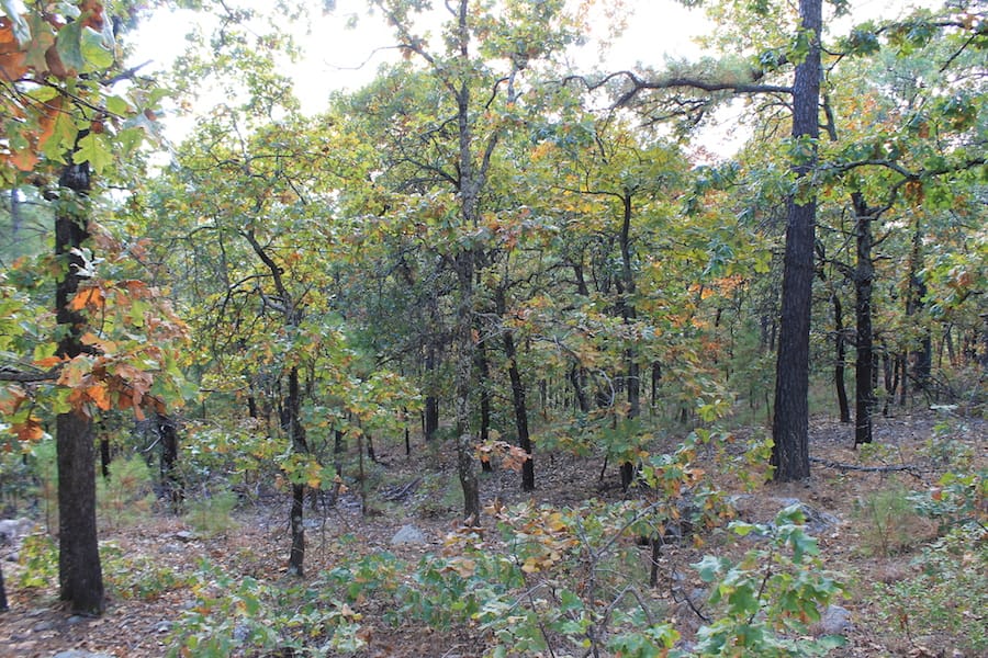 Indian Ridge – Phase III Tract 95 photo 5