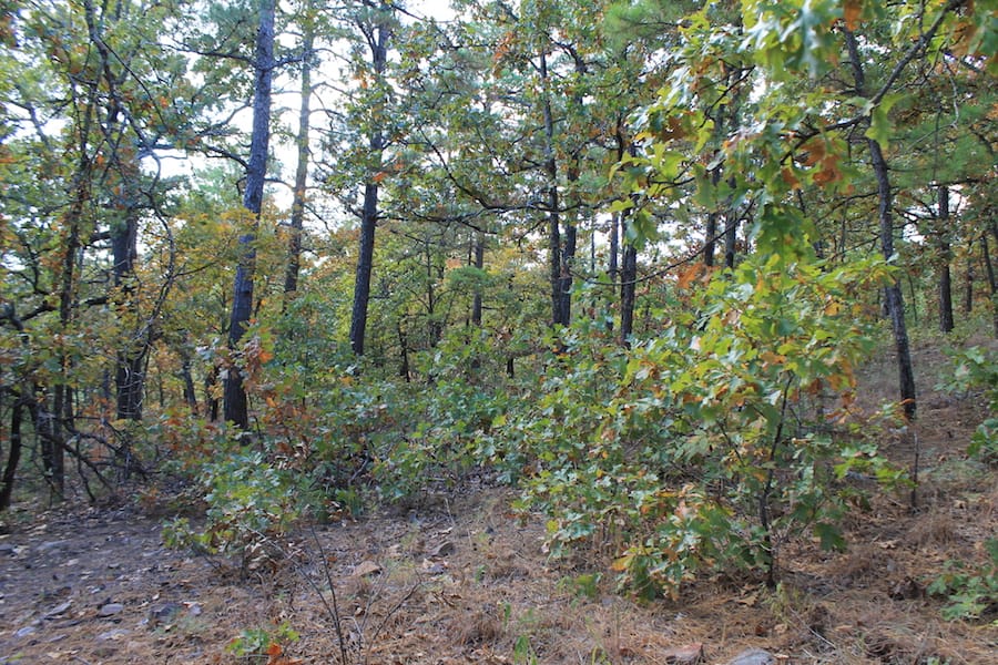 Indian Ridge – Phase III Tract 95 photo 7