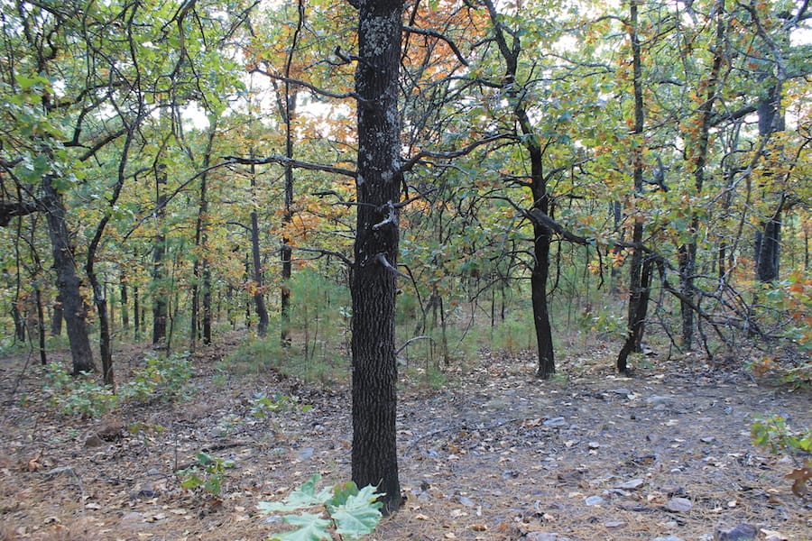 Indian Ridge – Phase III Tract 95 photo 9