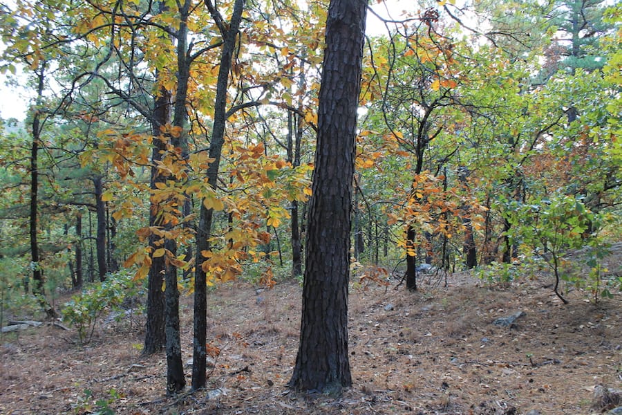 Indian Ridge – Phase III Tract 95 photo 15