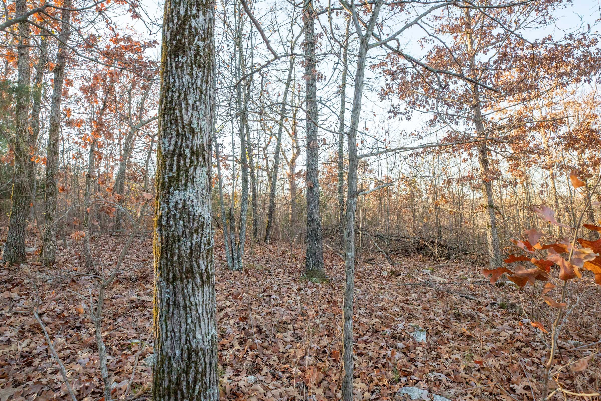 Dutchman Hollow Tract 4 photo 4