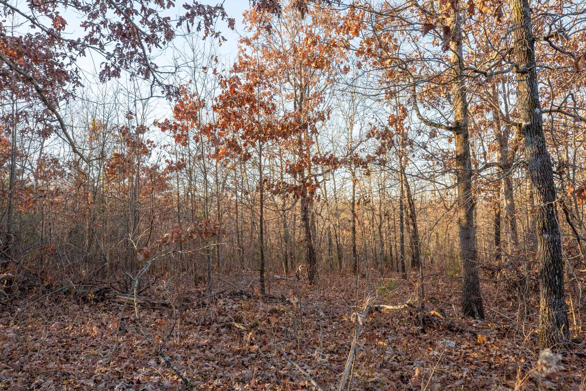 Dutchman Hollow Tract 4 photo 6