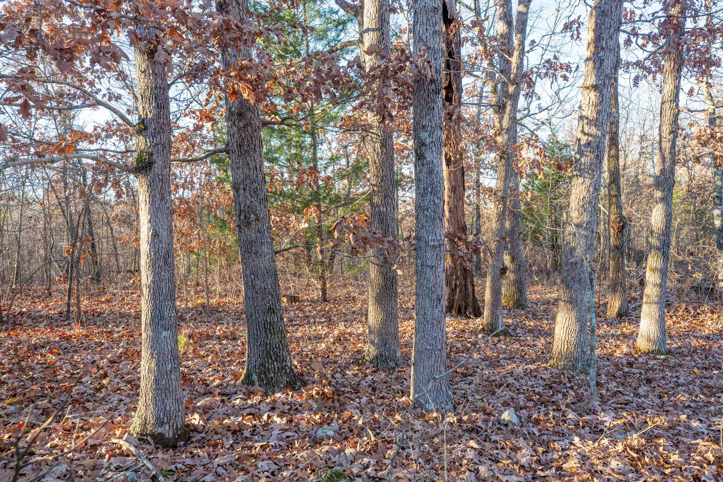 Dutchman Hollow Tract 4 photo 5