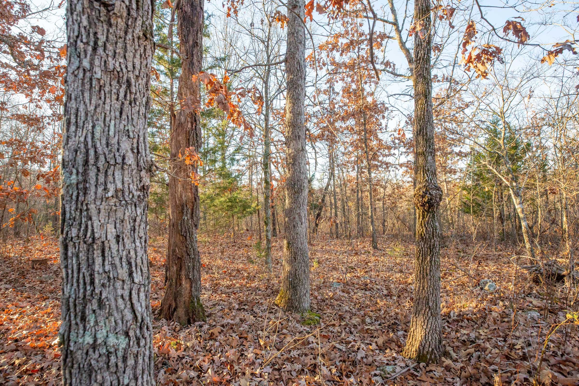 Dutchman Hollow Tract 4 photo 9
