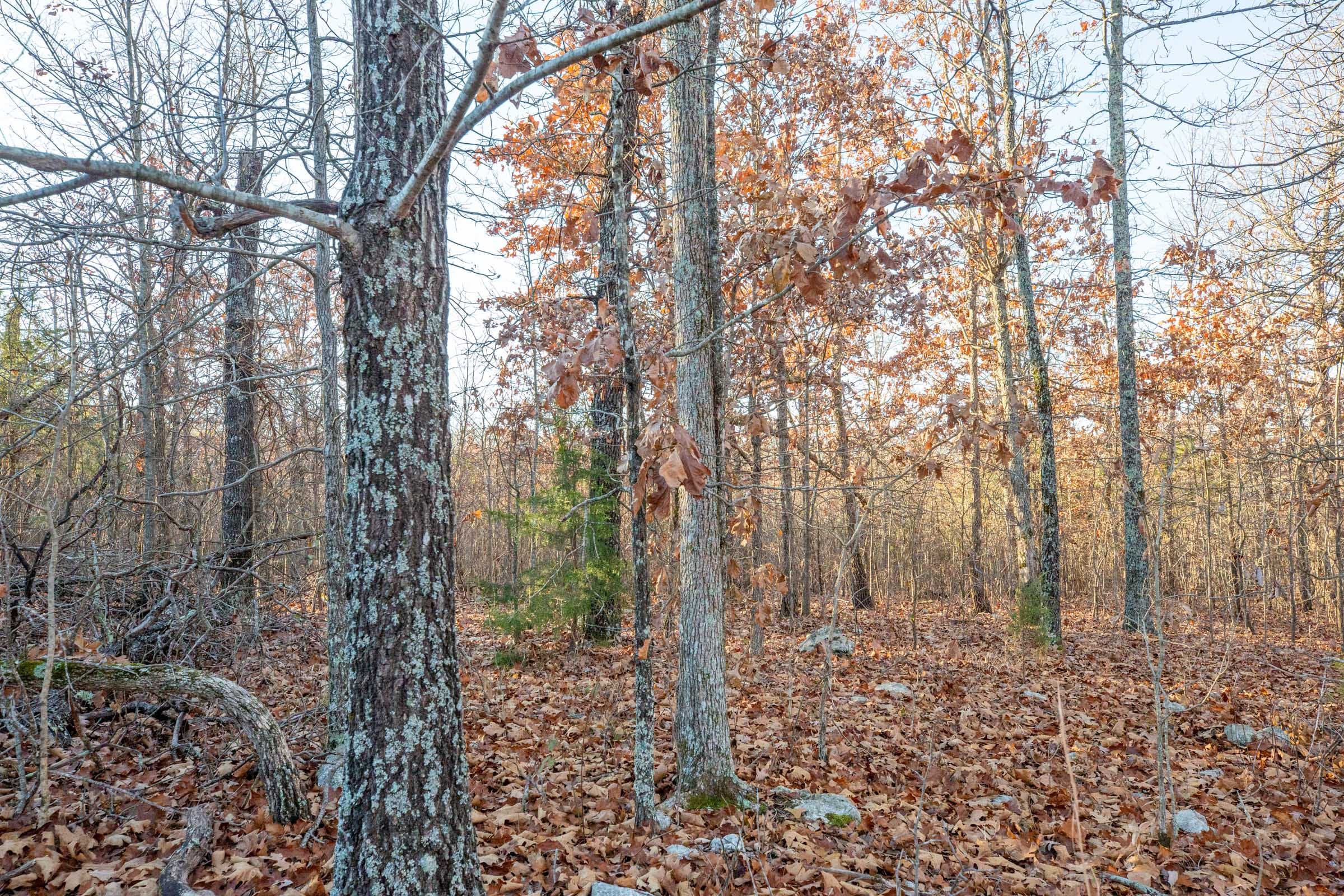 Dutchman Hollow Tract 4 photo 10