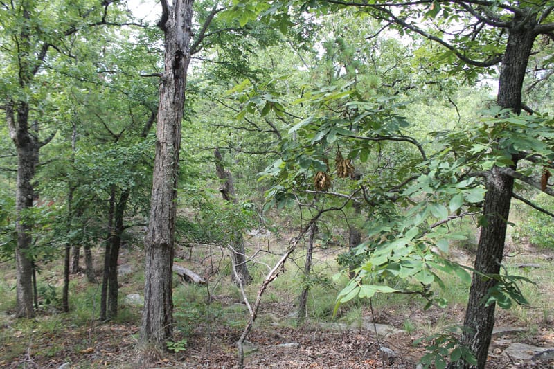 Trophy Ridge Phase III Tract 18 photo 2