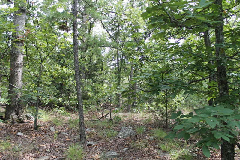Trophy Ridge Phase III Tract 18 photo 3