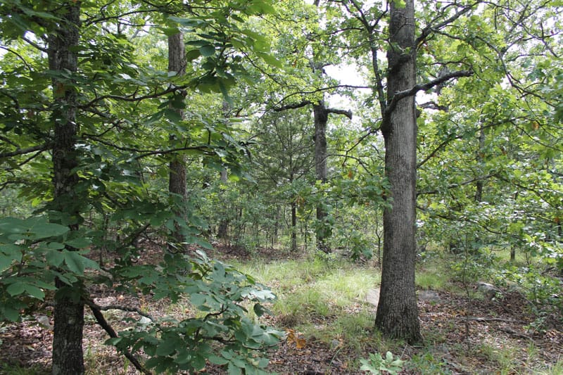 Trophy Ridge Phase III Tract 18 photo 4