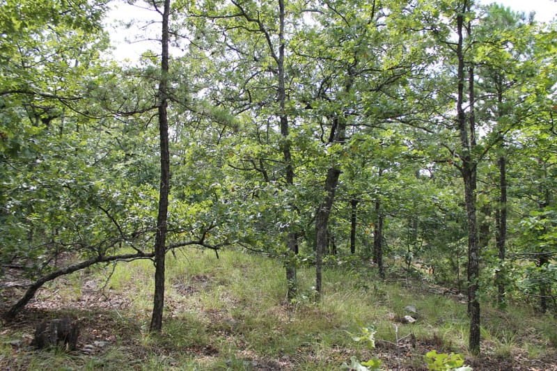 Trophy Ridge Phase III Tract 18 photo 5