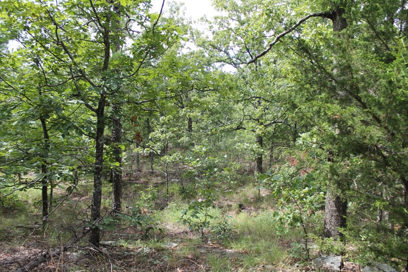 Trophy Ridge Phase III Tract 18 photo 6