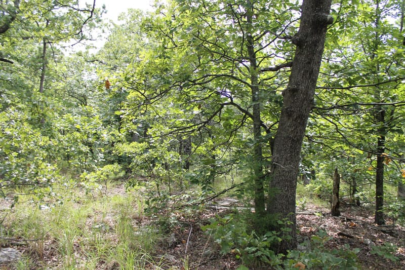 Trophy Ridge Phase III Tract 18 photo 7
