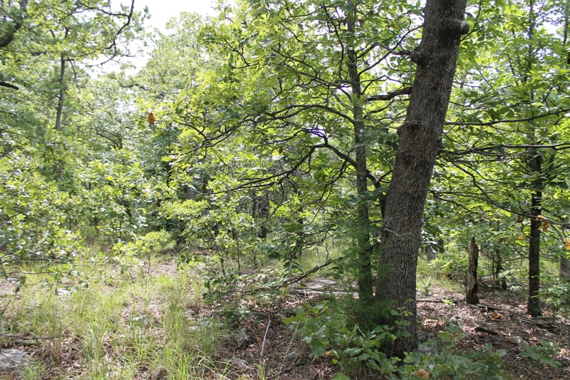 Trophy Ridge Phase III Tract 18 photo 8