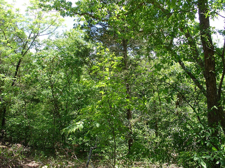 Antler Ridge Tract 6 photo 3