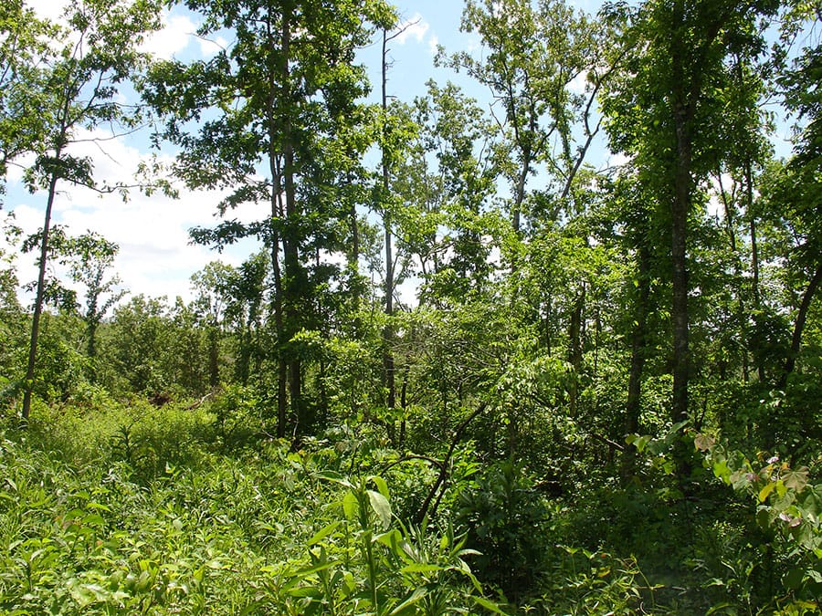 Antler Ridge Tract 6 photo 5