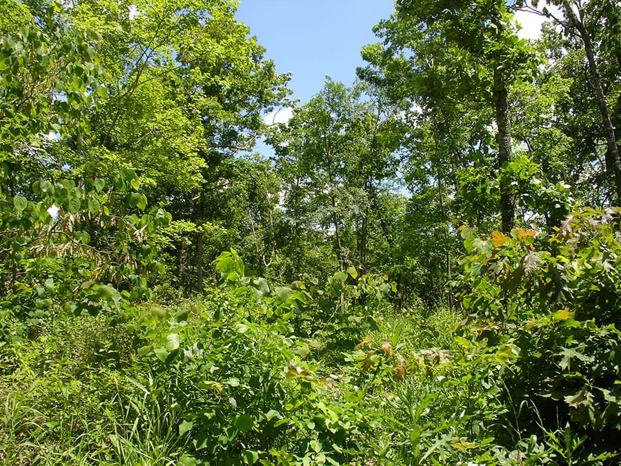 Antler Ridge Tract 6 photo 6