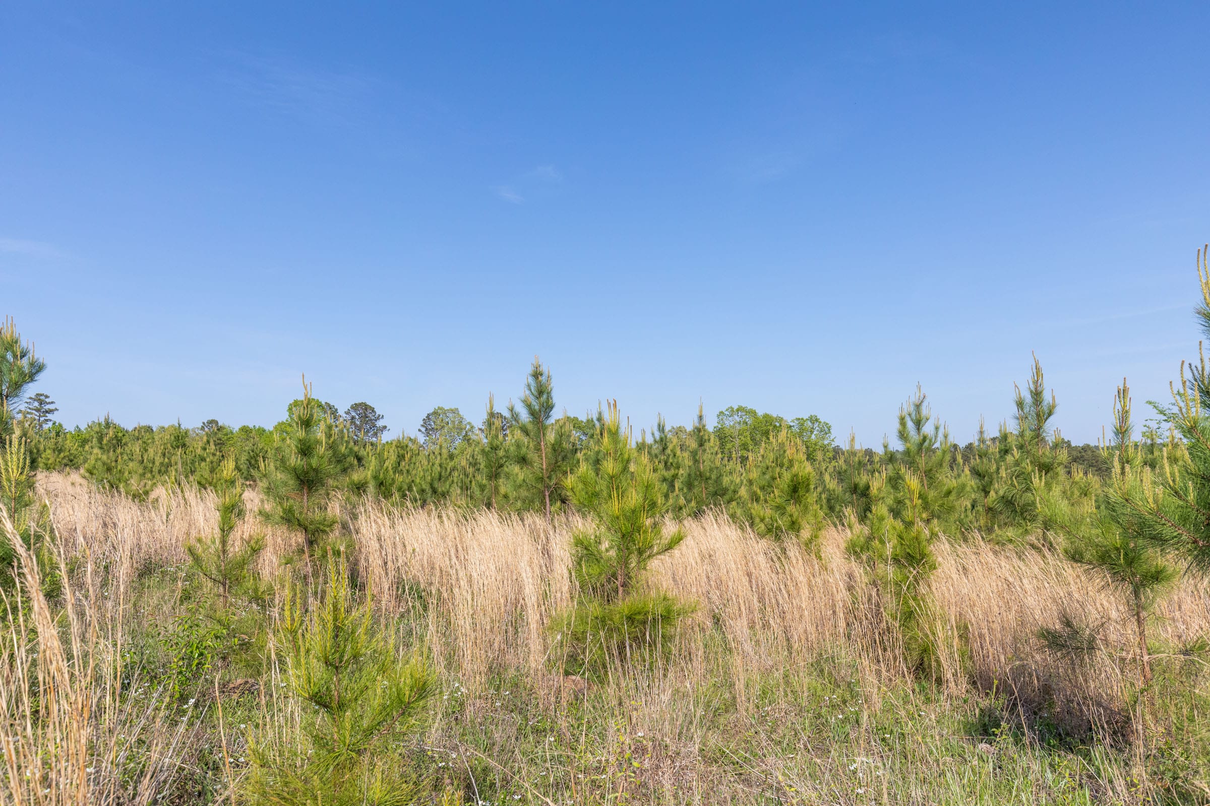 Clear Wood Tract 20 photo 5