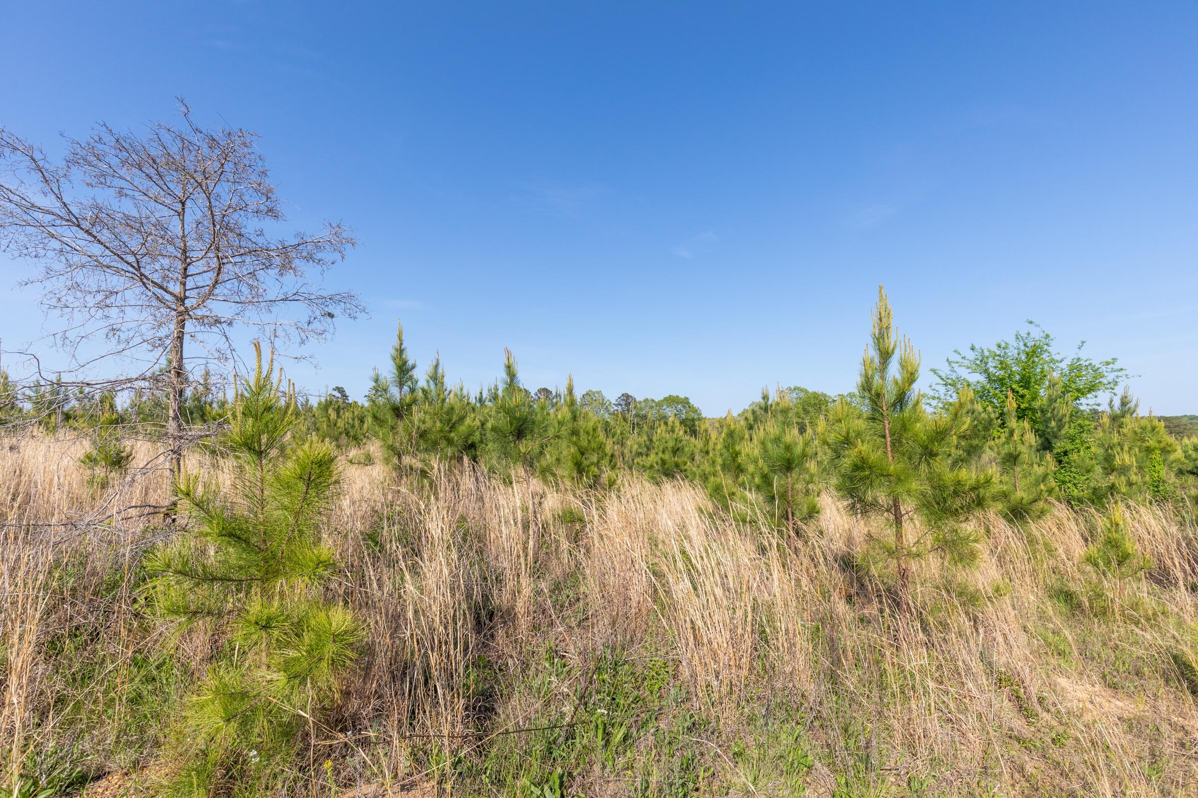 Clear Wood Tract 20 photo 6