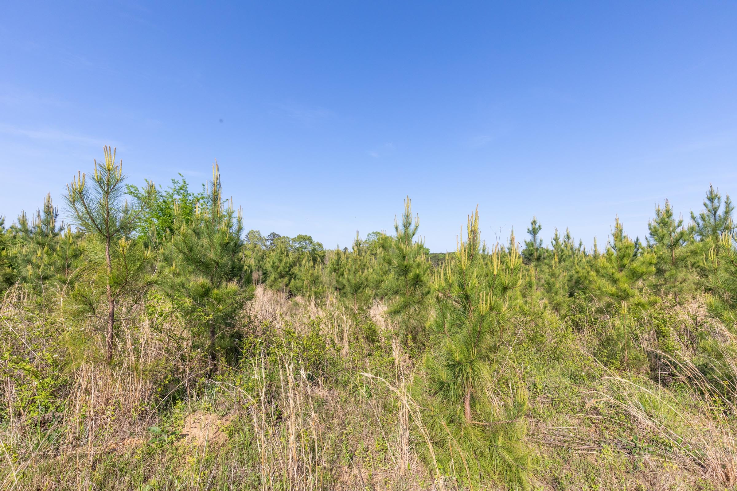 Clear Wood Tract 20 photo 7